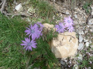 LA Foux Dallos 319  